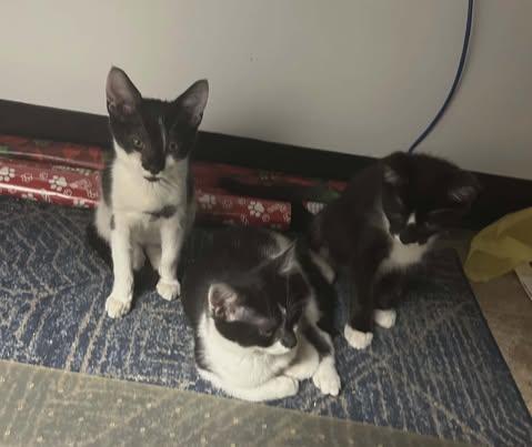 Enlarge Darling and Rascal (w/Figgy), a ADOPTABLE Domestic Short Hair in Keansburg, NJ image 4/6