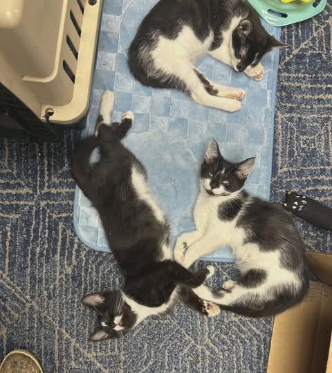 Enlarge Darling and Rascal (w/Figgy), a ADOPTABLE Domestic Short Hair in Keansburg, NJ image 5/6