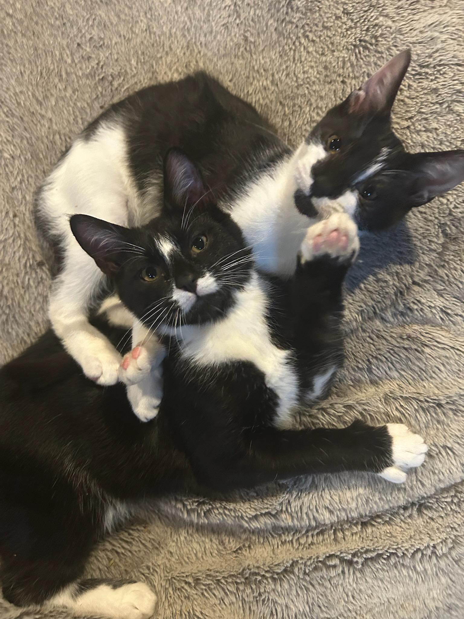 Darling and Rascal (w/Figgy), ADOPTABLE, Kitten Male Domestic Short Hair.