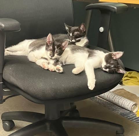 Enlarge Darling and Rascal (w/Figgy), a ADOPTABLE Domestic Short Hair in Keansburg, NJ image 2/6