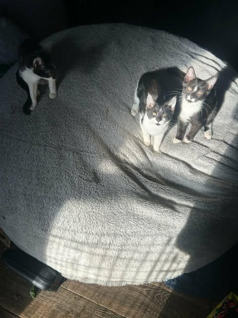 Enlarge Darling and Rascal (w/Figgy), a ADOPTABLE Domestic Short Hair in Keansburg, NJ image 6/6