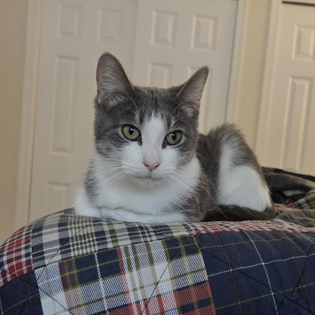 Melantho, Adoptable, Adult Female Domestic Short Hair.
