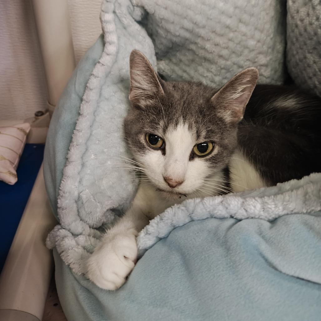 Enlarge Melantho, a Adoptable Domestic Short Hair in Madison, WI image 2/6