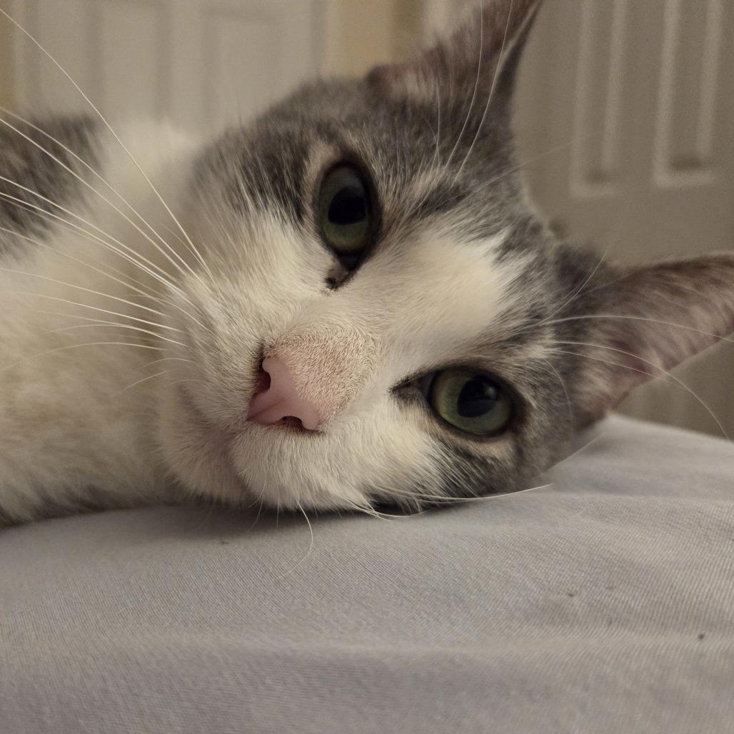 Enlarge Melantho, a Adoptable Domestic Short Hair in Madison, WI image 3/6