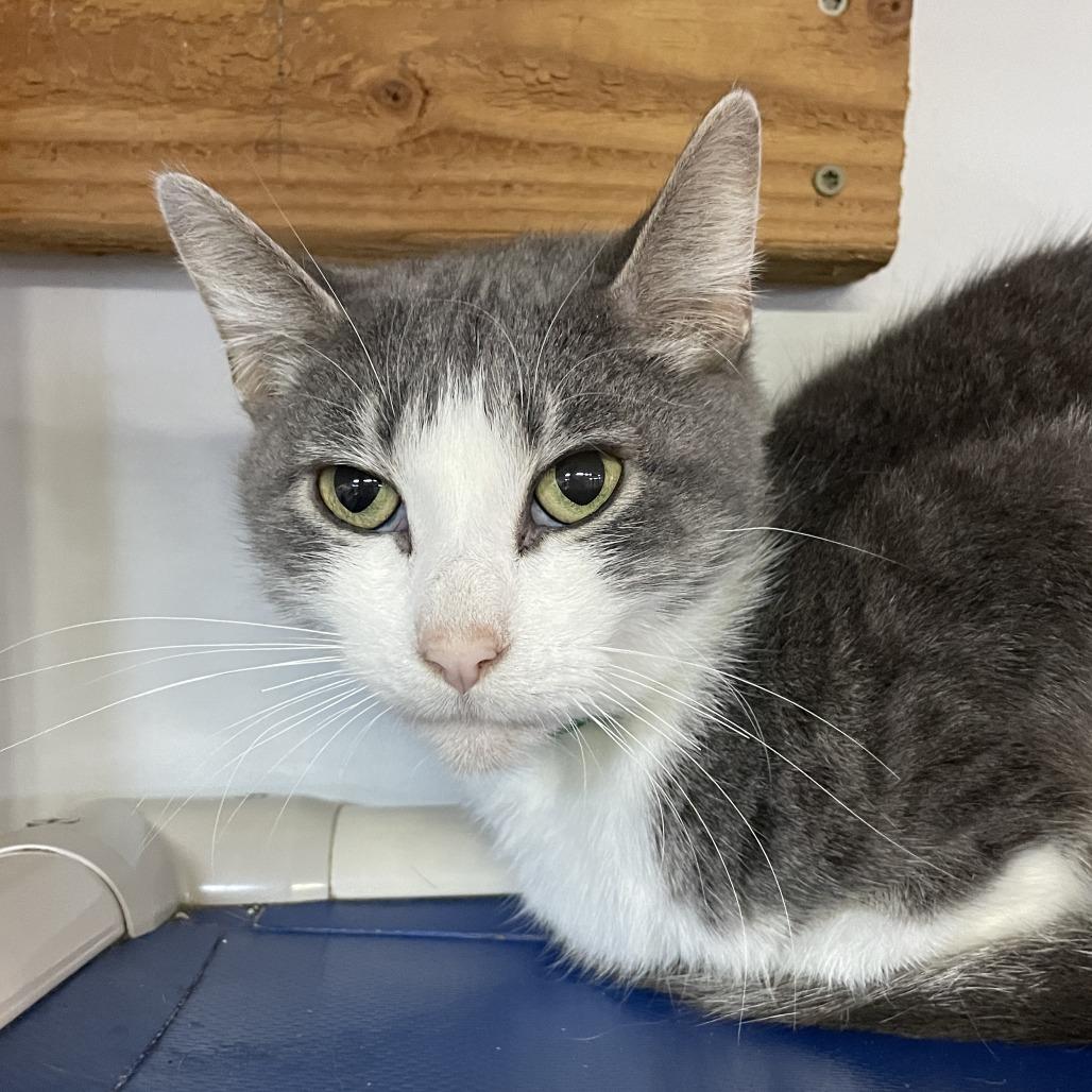 Enlarge Melantho, a Adoptable Domestic Short Hair in Madison, WI image 4/6