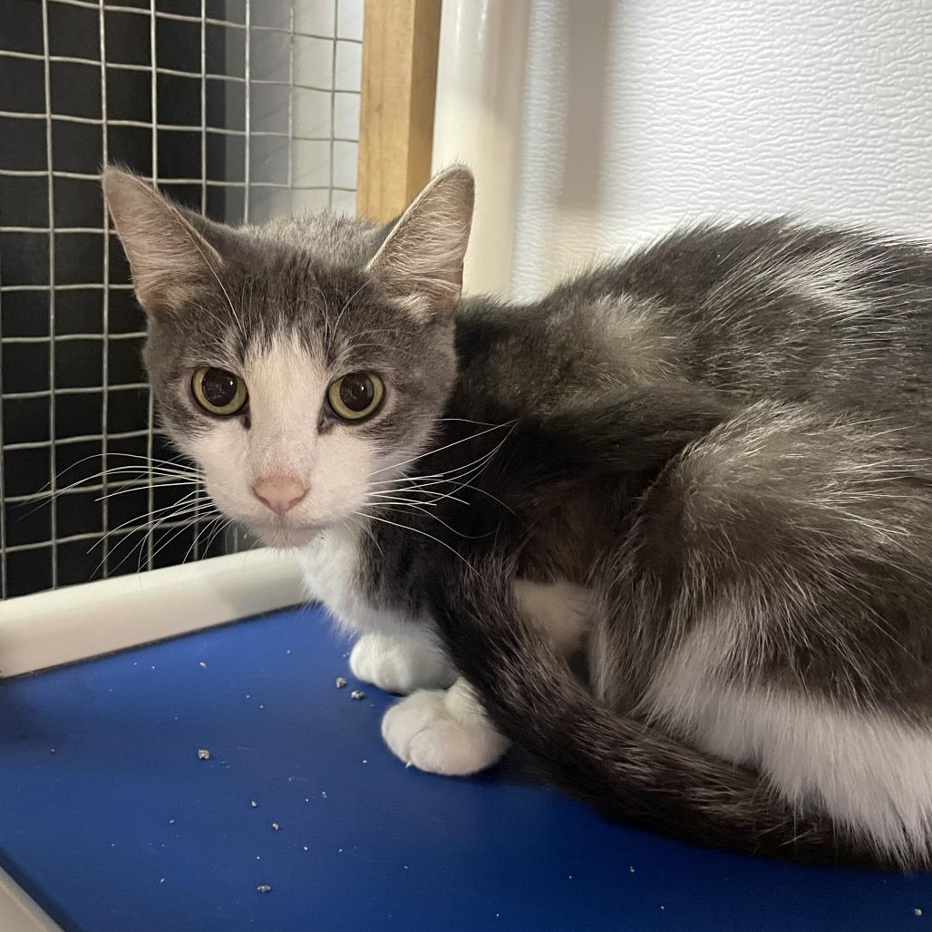 Enlarge Melantho, a Adoptable Domestic Short Hair in Madison, WI image 5/6