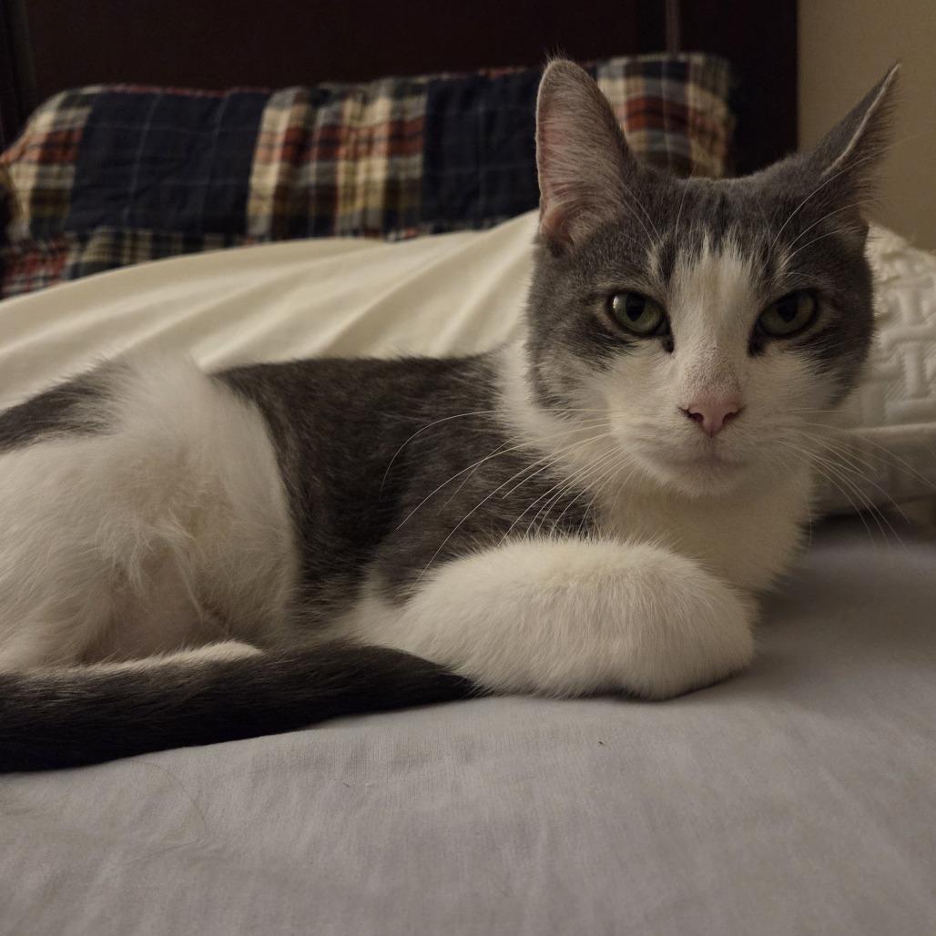 Enlarge Melantho, a Adoptable Domestic Short Hair in Madison, WI image 6/6
