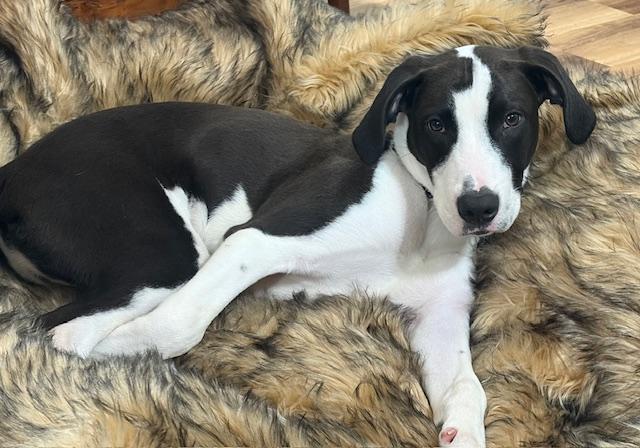 Enlarge Gill, a ADOPTABLE mixed breed in Irmo, SC image 3/4