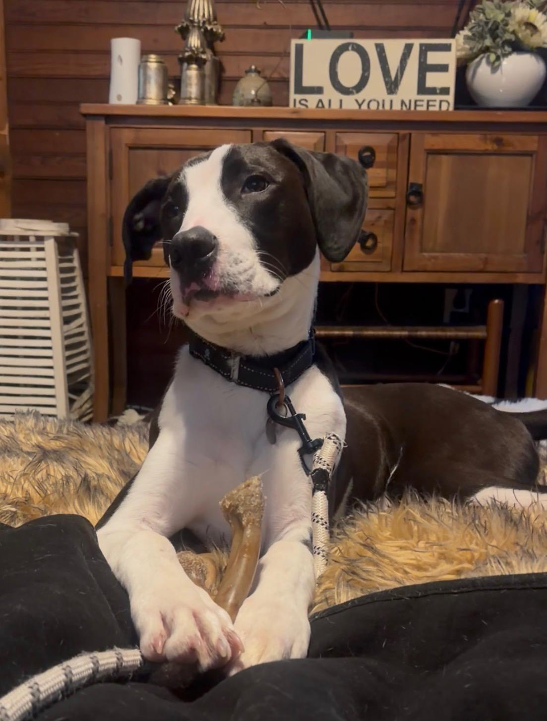 Enlarge Gill, a ADOPTABLE mixed breed in Irmo, SC image 2/4