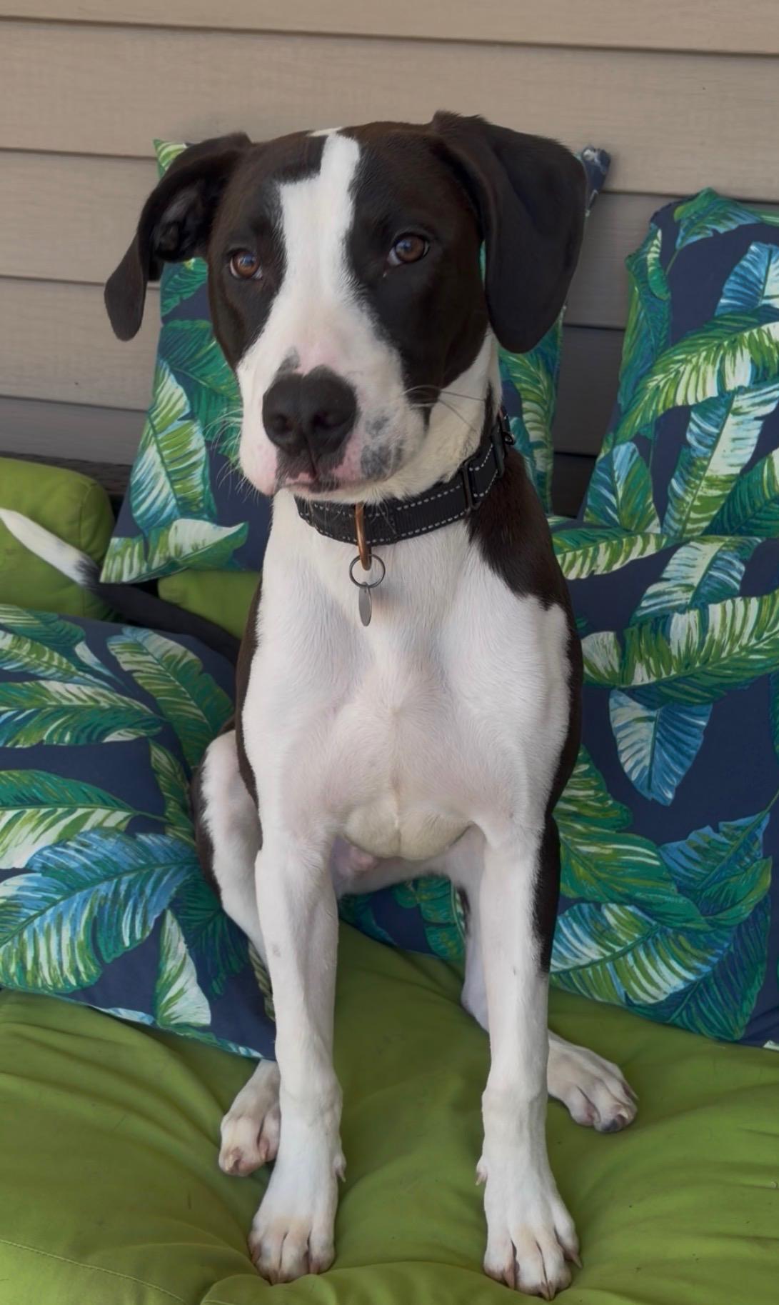 Enlarge Gill, a ADOPTABLE mixed breed in Irmo, SC image 4/4