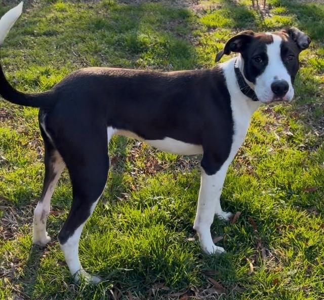 Enlarge Gill, a ADOPTABLE mixed breed in Irmo, SC image 1/4