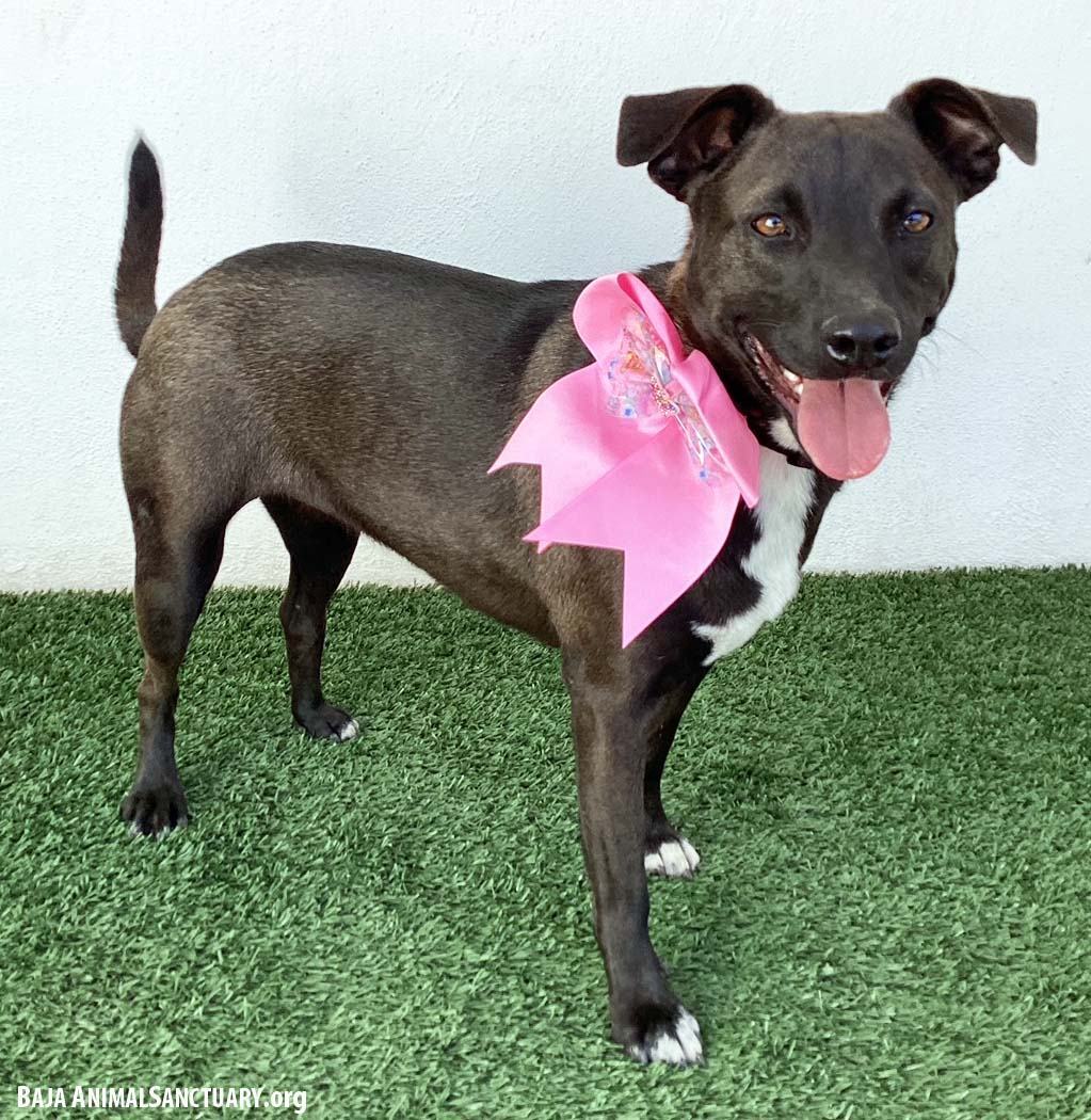 Erin, a Adoptable mixed breed in San Diego, CA image 1/6