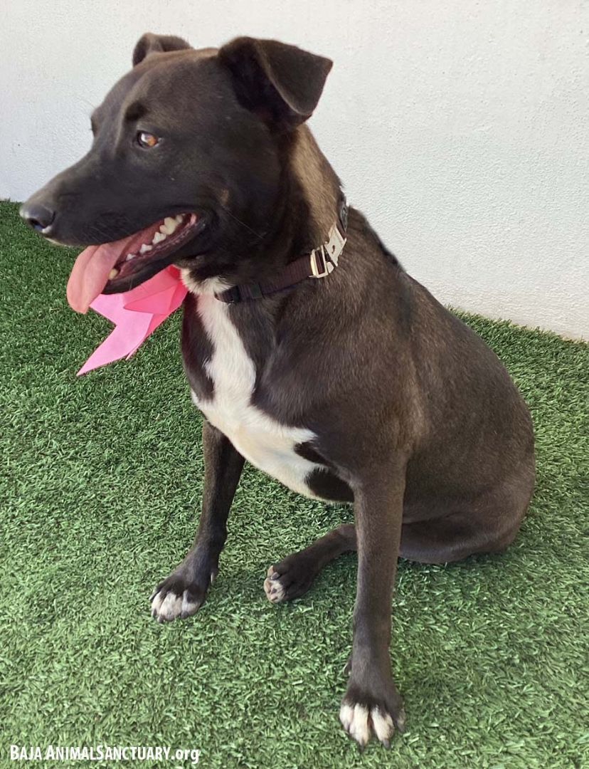 Erin, a Adoptable mixed breed in San Diego, CA image 2/6