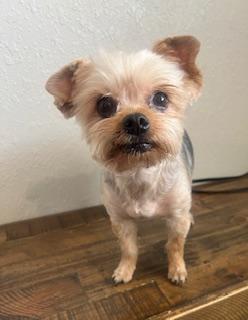 Enlarge Edgar, an adoptable Yorkshire Terrier in Weatherford, TX image 1/4