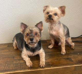 Enlarge Edgar, an adoptable Yorkshire Terrier in Weatherford, TX image 3/4