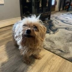 Enlarge Edgar, a Adoptable Yorkshire Terrier in Weatherford, TX image 5/5