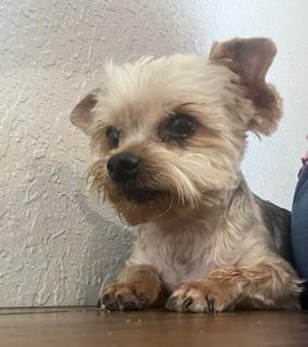 Enlarge Edgar, an adoptable Yorkshire Terrier in Weatherford, TX image 2/4