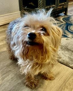 Edgar, Adoptable, Adult Male Yorkshire Terrier.
