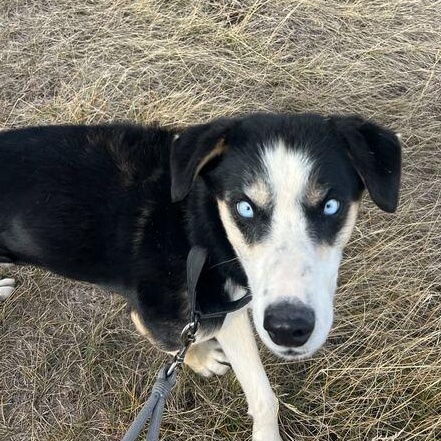 Hickory, Adoptable, Adult Male Husky.