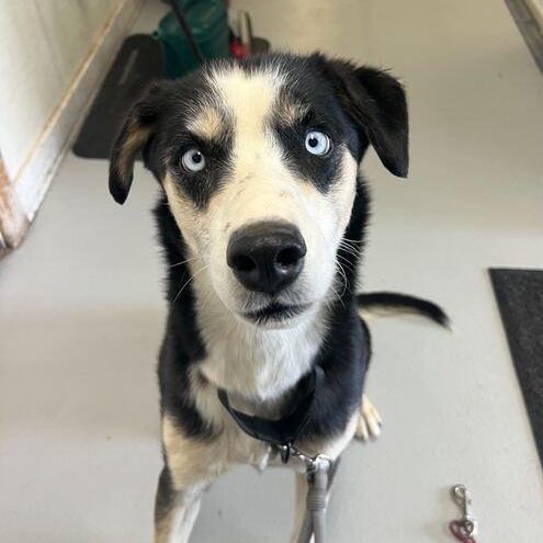 Hickory, a Adoptable Husky in Driggs, ID image 2/3