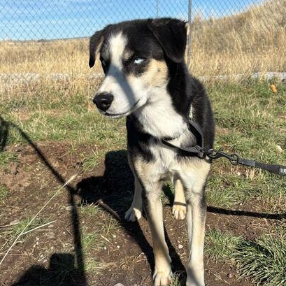 Hickory, a Adoptable Husky in Driggs, ID image 3/3