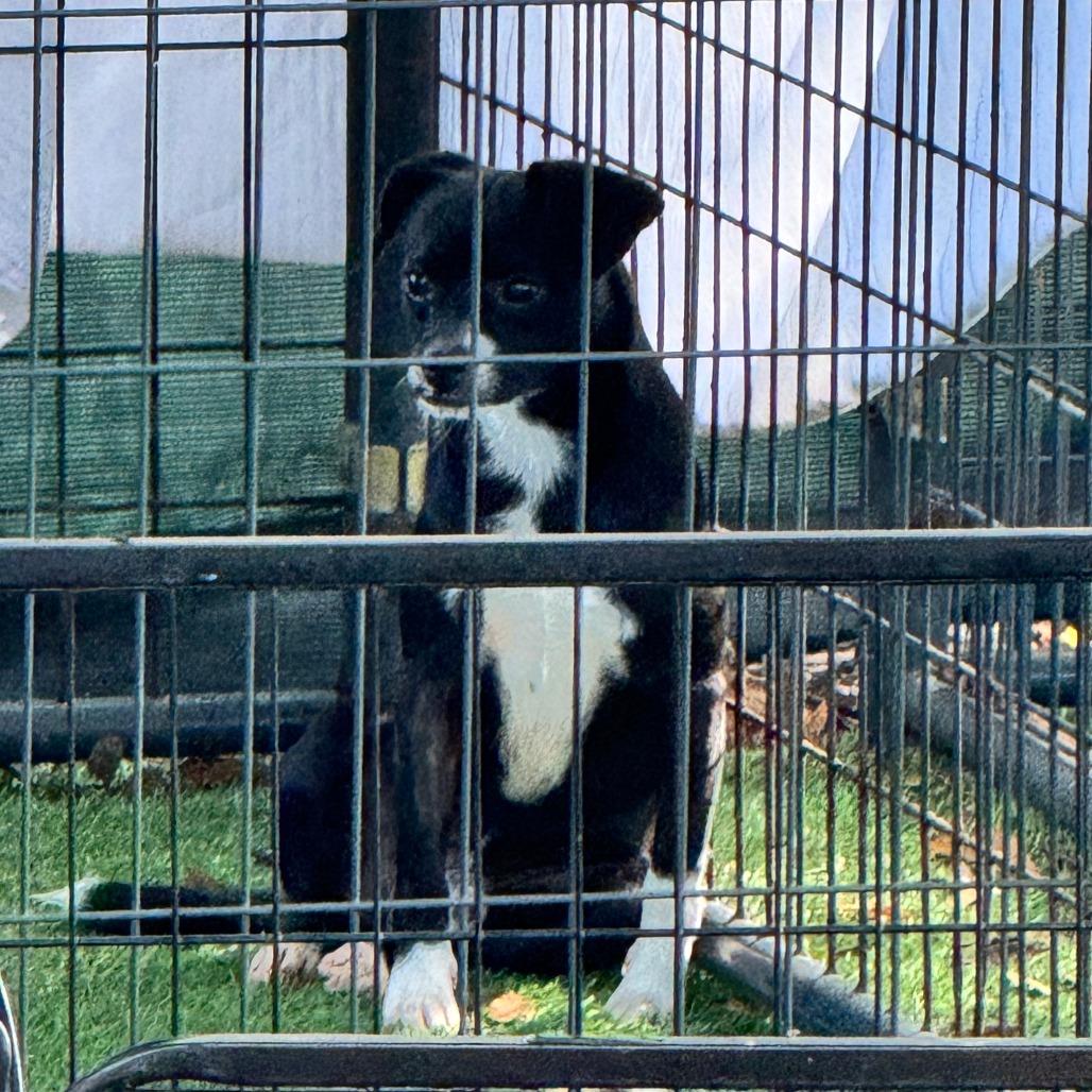 Enlarge Jingle, a Adoptable Mixed Breed in North Port, FL image 1/6