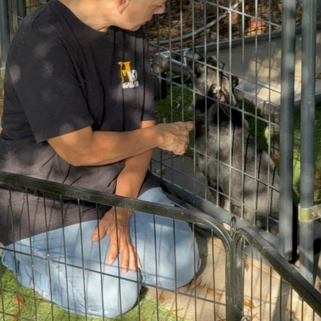 Enlarge Jingle, a Adoptable Mixed Breed in North Port, FL image 2/6