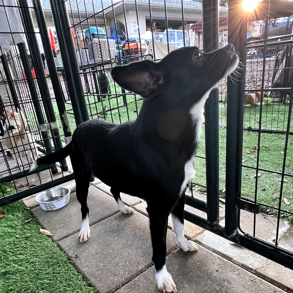 Enlarge Jingle, a Adoptable Mixed Breed in North Port, FL image 3/6