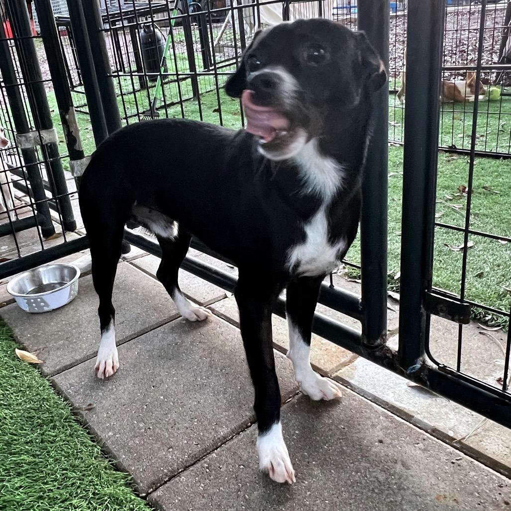 Enlarge Jingle, a Adoptable Mixed Breed in North Port, FL image 4/6