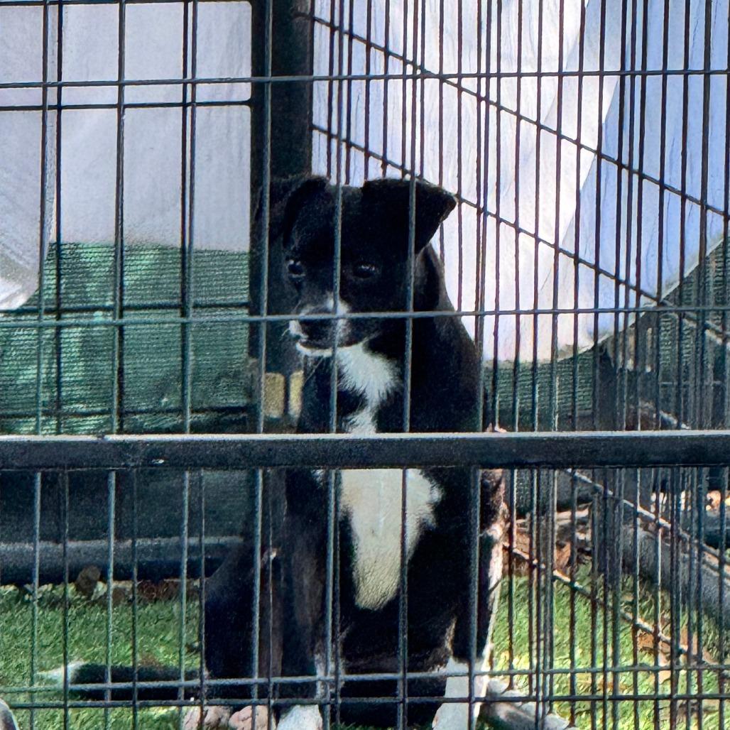 Enlarge Jingle, a Adoptable Mixed Breed in North Port, FL image 5/6