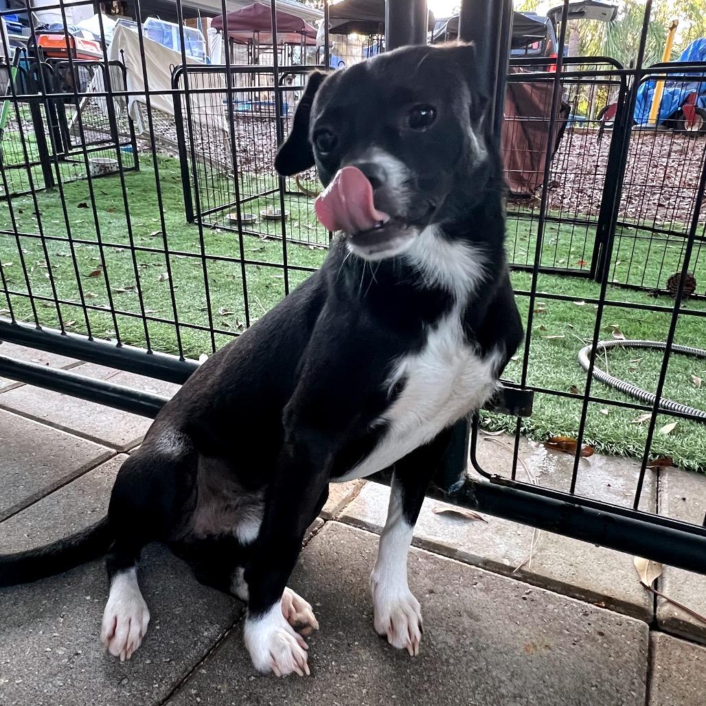 Enlarge Jingle, a Adoptable Mixed Breed in North Port, FL image 6/6