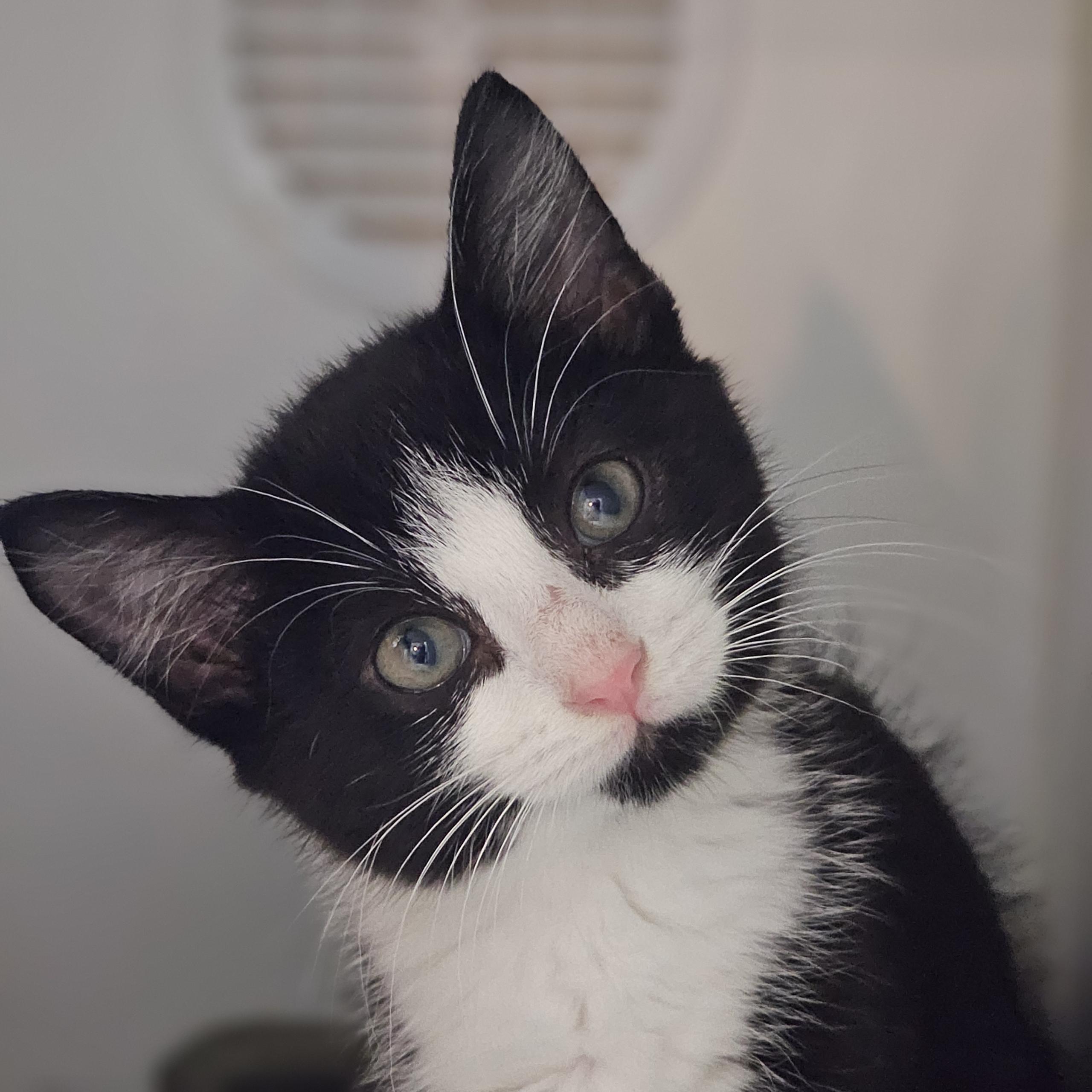 Witches Brew, adoptable, Kitten Female Domestic Short Hair.