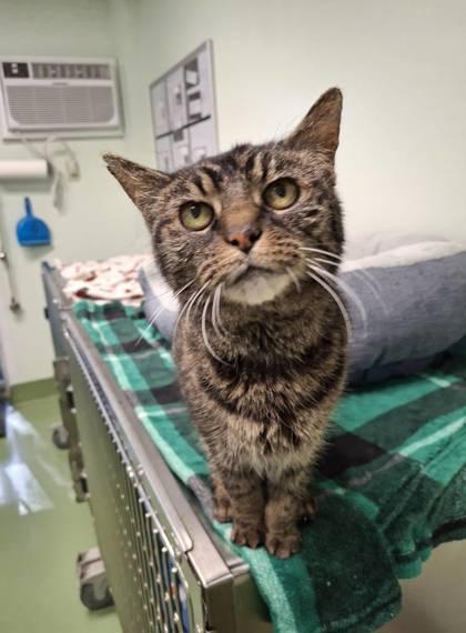 Enlarge Spooky Hollow, a Adoptable mixed breed in Batavia, OH image 1/5