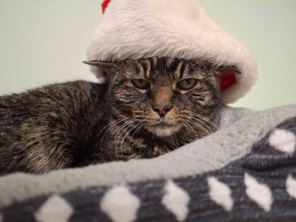 Enlarge Spooky Hollow, a Adoptable mixed breed in Batavia, OH image 2/5