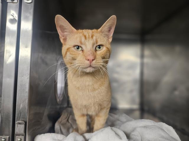 ZAMBONI, Adoptable, Young Male Domestic Short Hair.