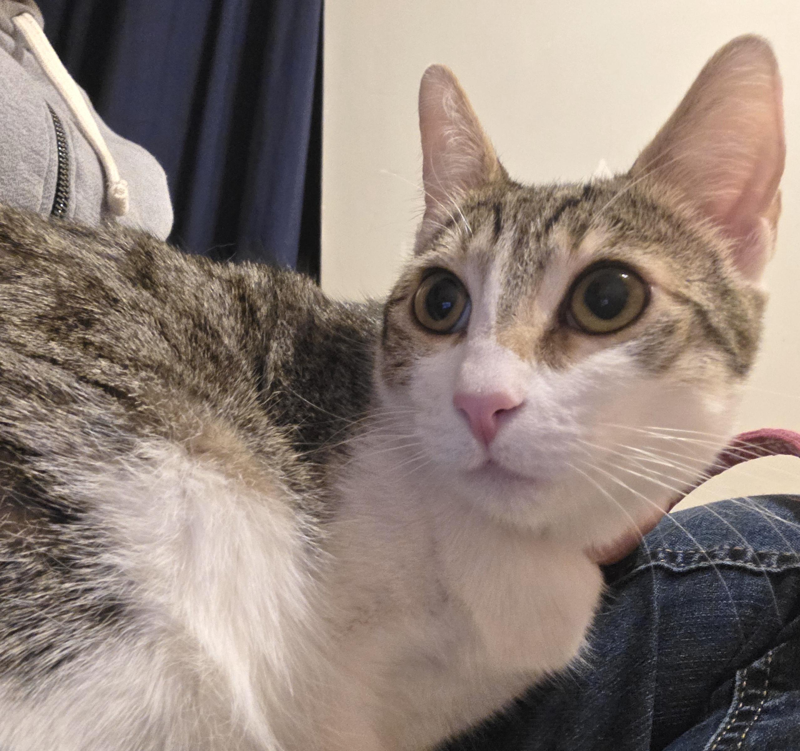 Griselita — thumbnail 2