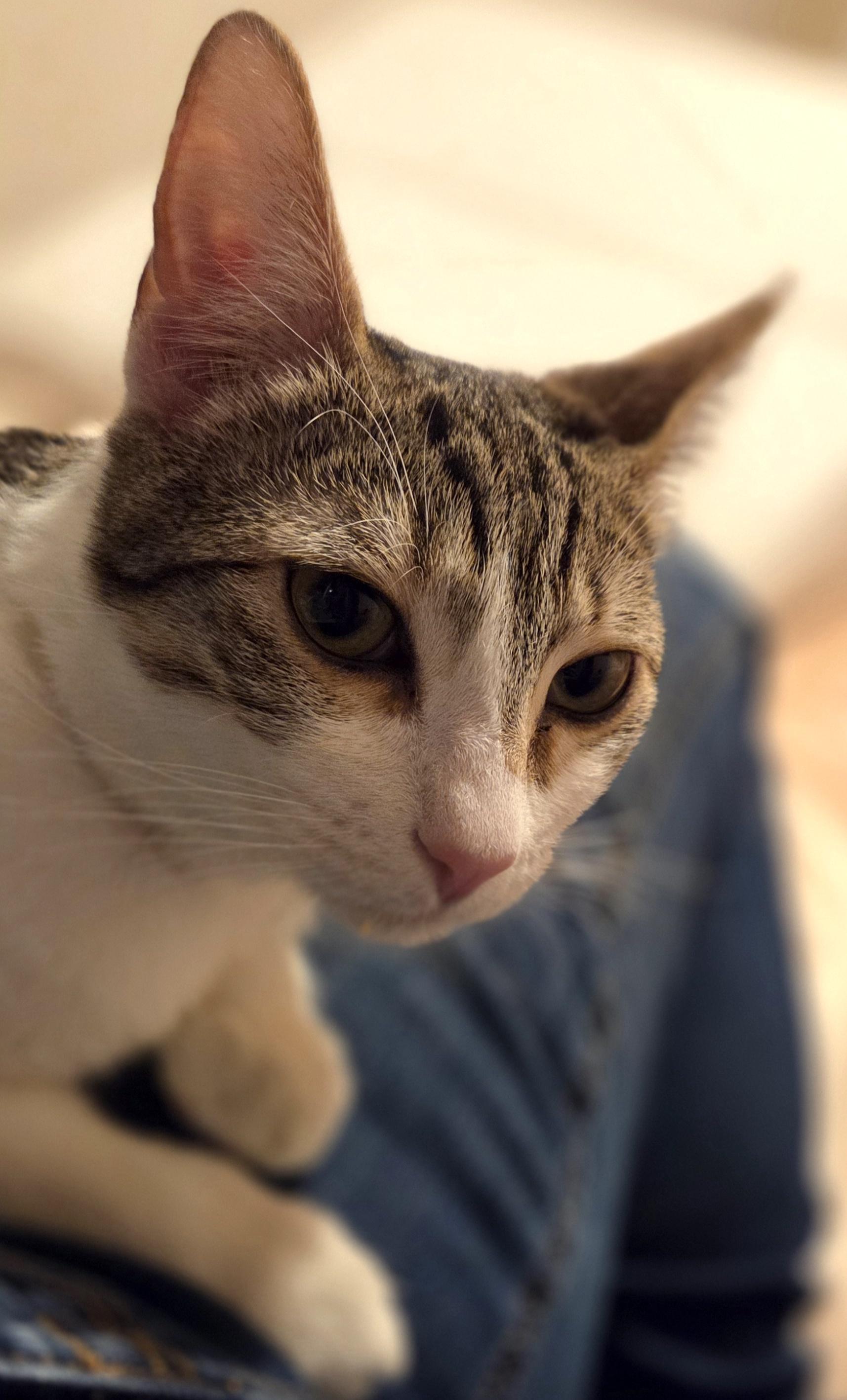 Griselita — thumbnail 3