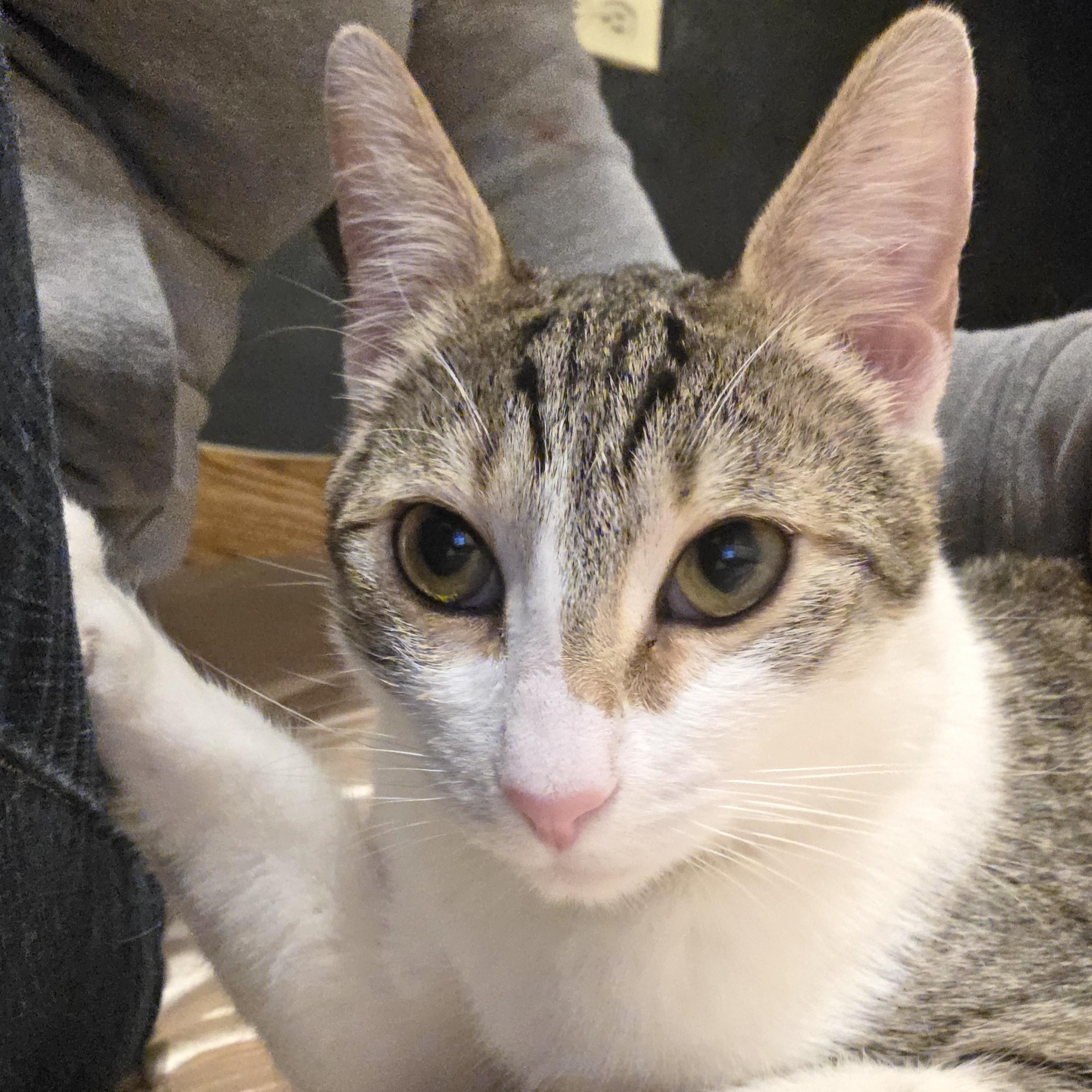 Griselita — thumbnail 4