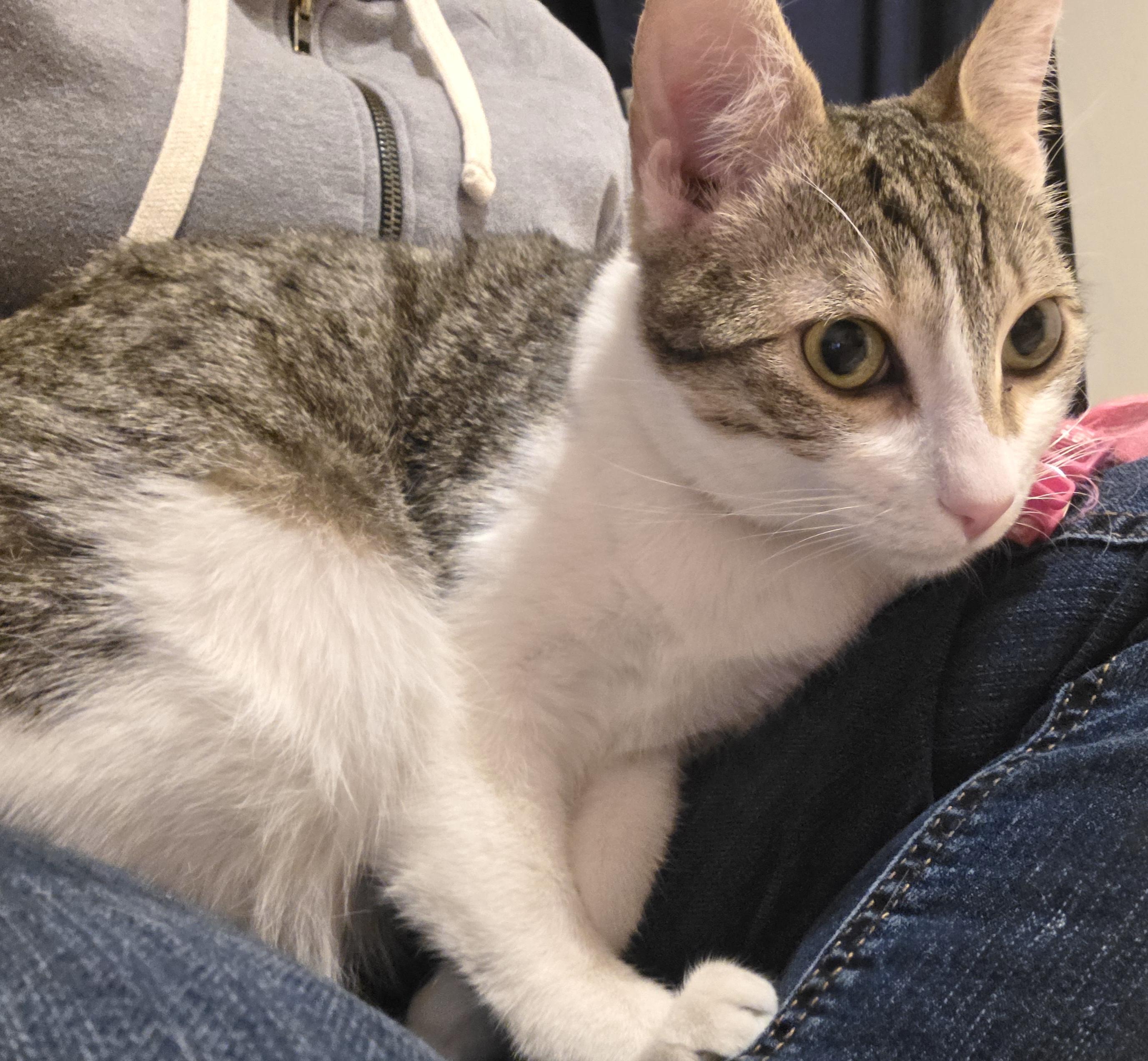 Griselita — thumbnail 5