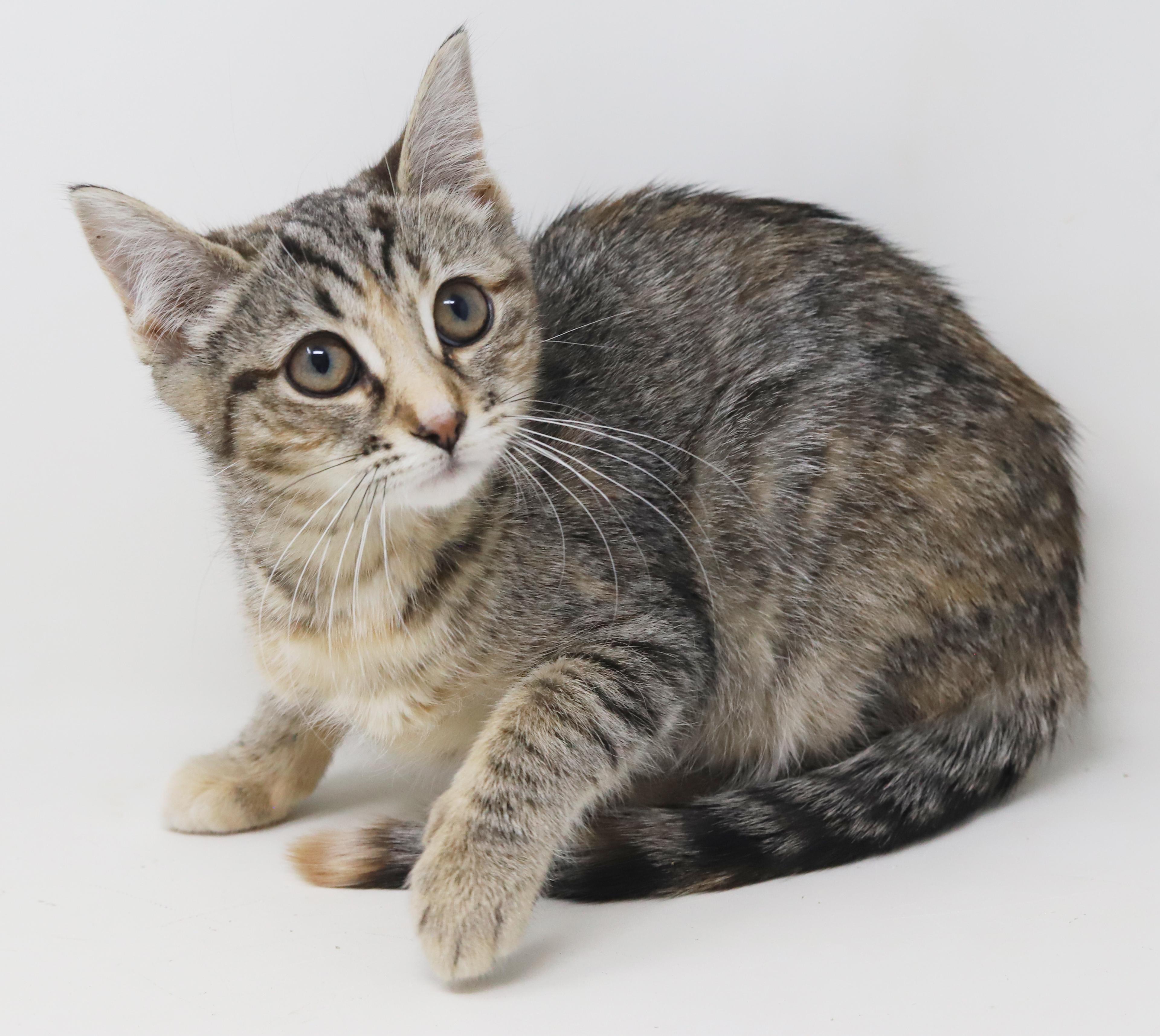 Enlarge Porsche is revved up to go n' give u all her love!  Loves her sis Mercedes!, a Adoptable mixed breed in Bedford Hills, NY image 1/6