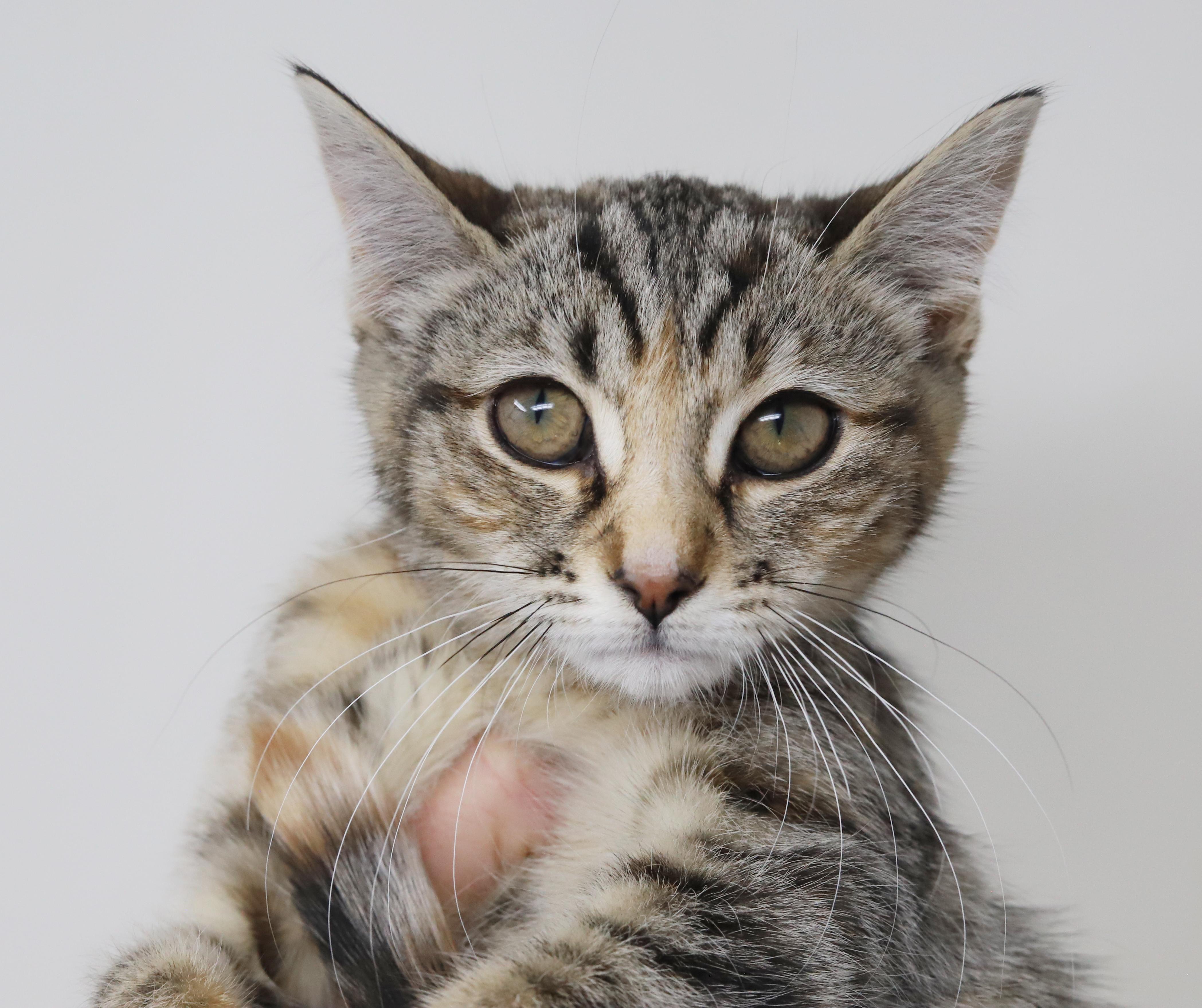 Enlarge Porsche is revved up to go n' give u all her love!  Loves her sis Mercedes!, a Adoptable mixed breed in Bedford Hills, NY image 5/6