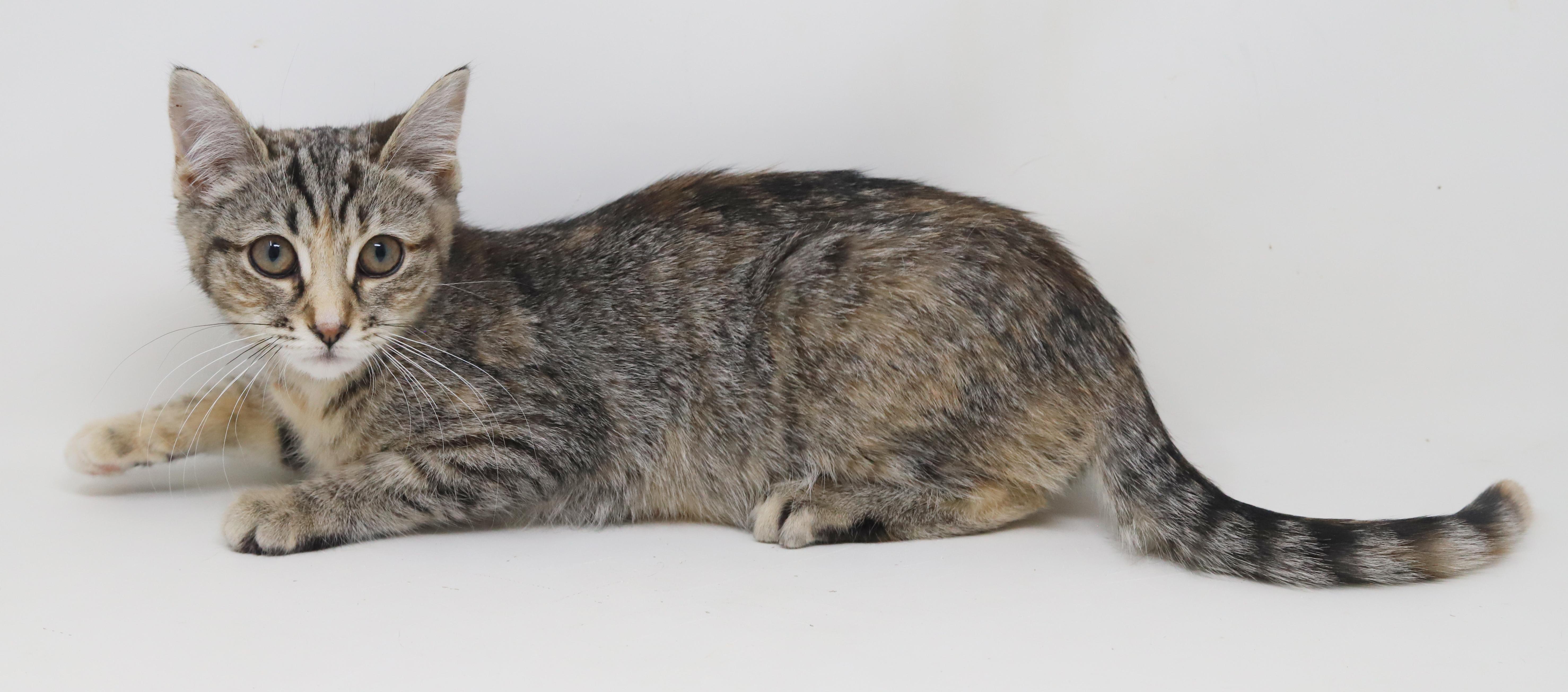 Enlarge Porsche is revved up to go n' give u all her love!  Loves her sis Mercedes!, a Adoptable mixed breed in Bedford Hills, NY image 4/6