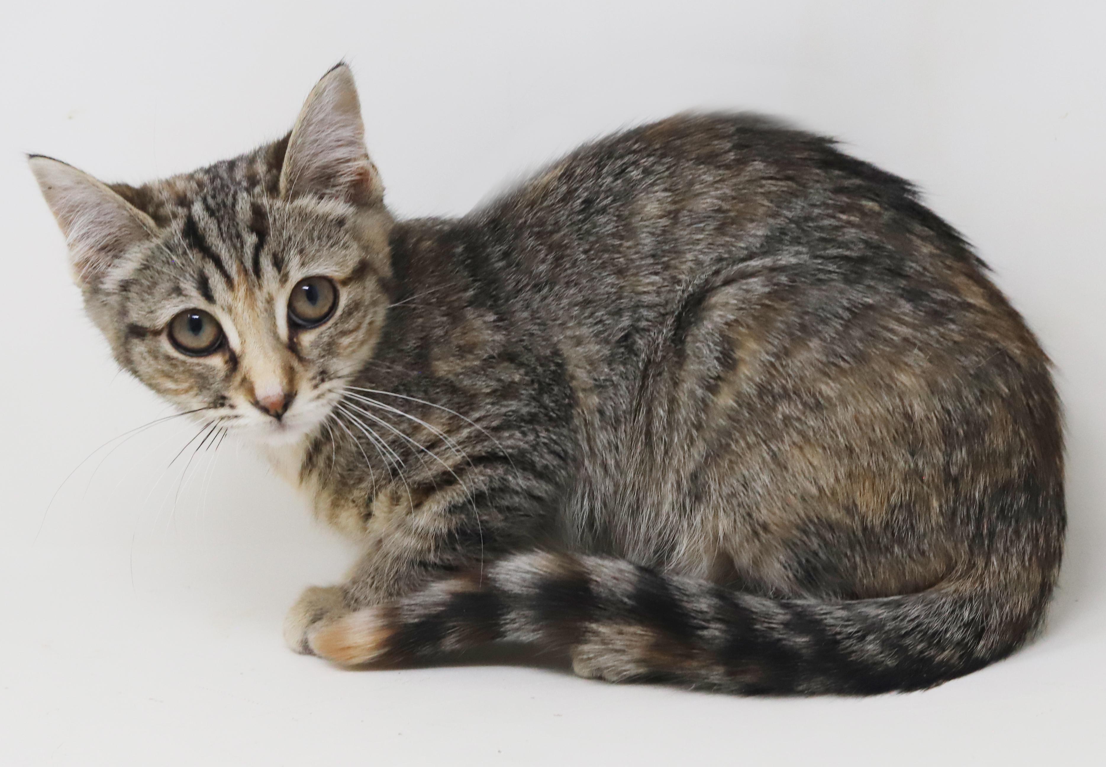 Enlarge Porsche is revved up to go n' give u all her love!  Loves her sis Mercedes!, a Adoptable mixed breed in Bedford Hills, NY image 6/6