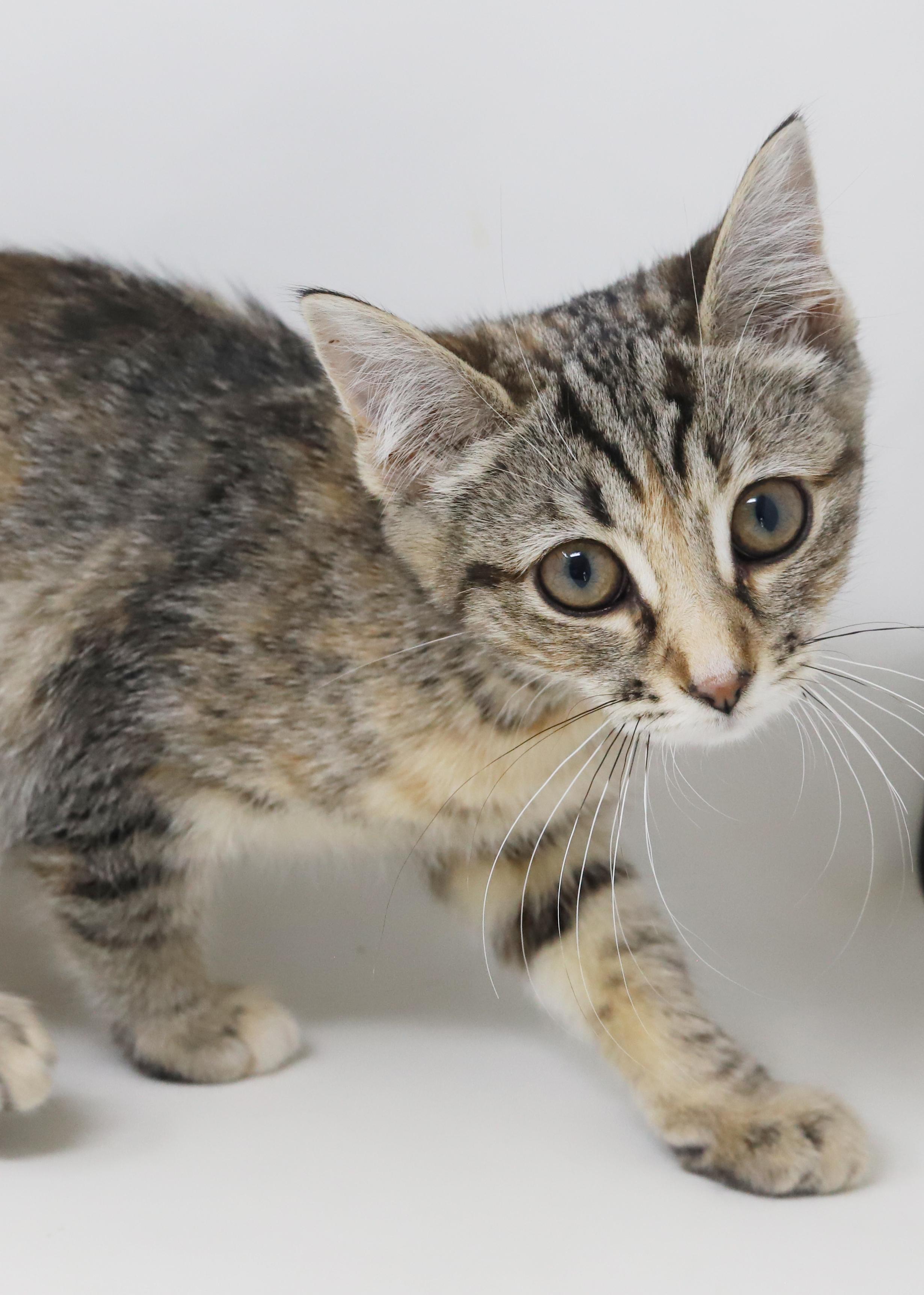 Enlarge Porsche is revved up to go n' give u all her love!  Loves her sis Mercedes!, a Adoptable mixed breed in Bedford Hills, NY image 2/6