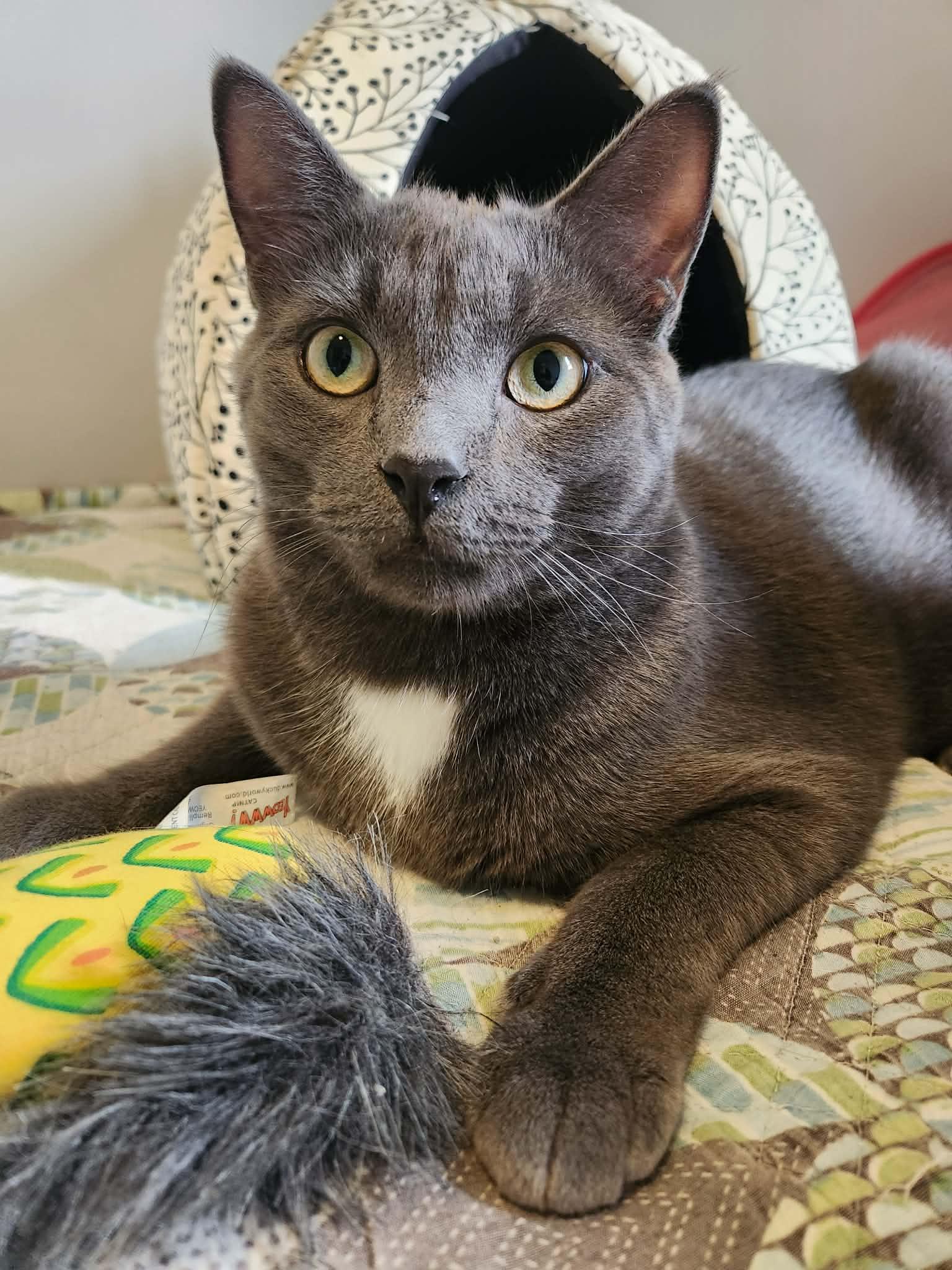 Enlarge Roti, an adoptable mixed breed in Chicago, IL image 4/6