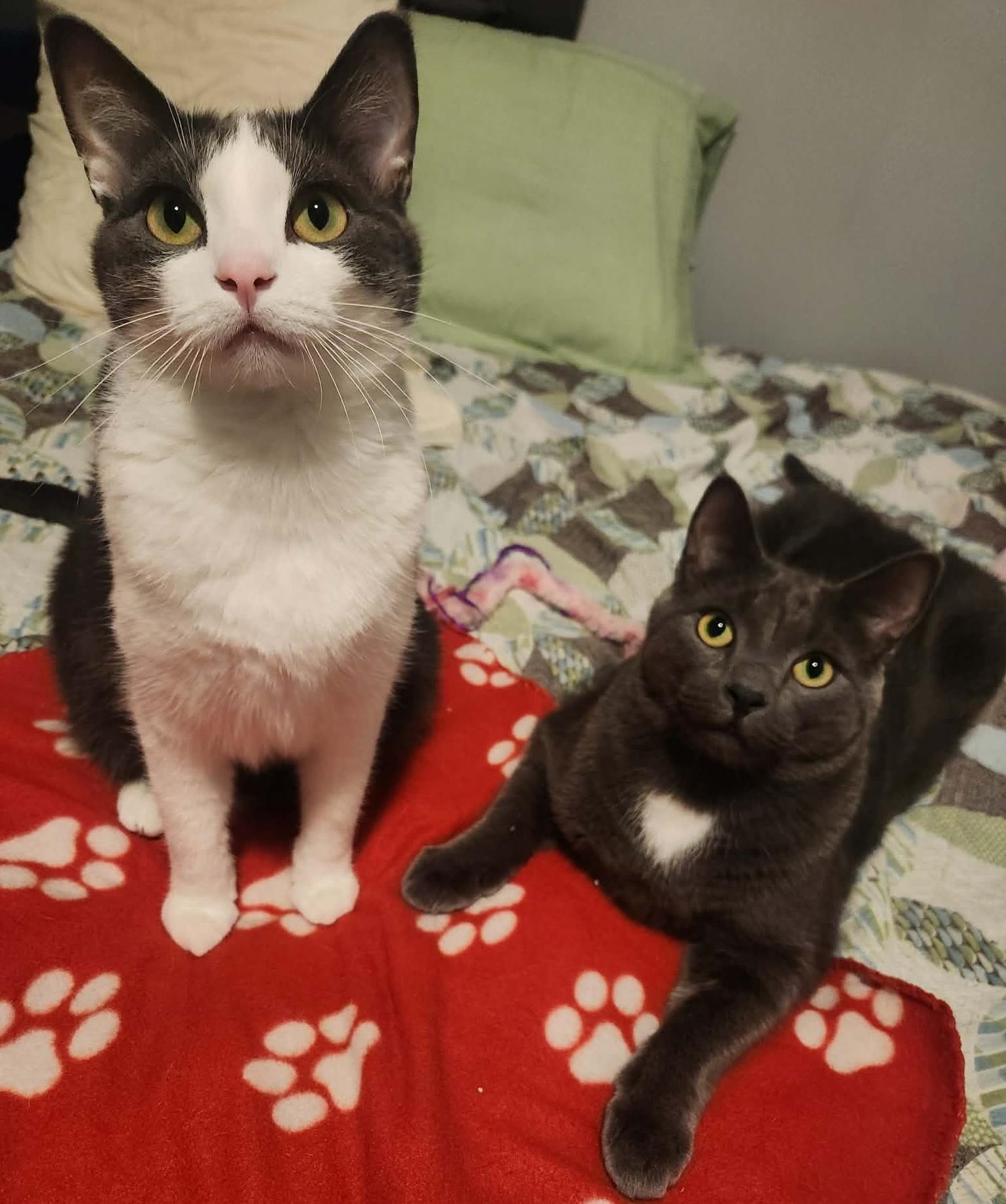 Roti, adoptable, Adult Male Domestic Short Hair.