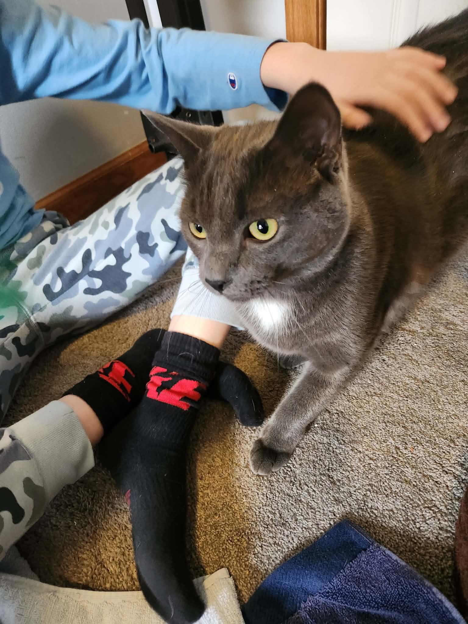 Enlarge Roti, an adoptable mixed breed in Chicago, IL image 3/6