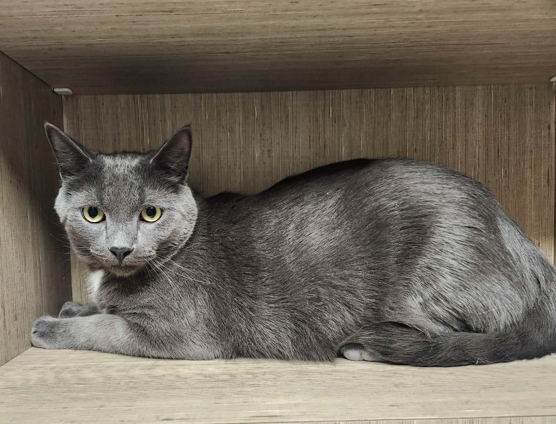 Enlarge Roti, an adoptable mixed breed in Chicago, IL image 2/6