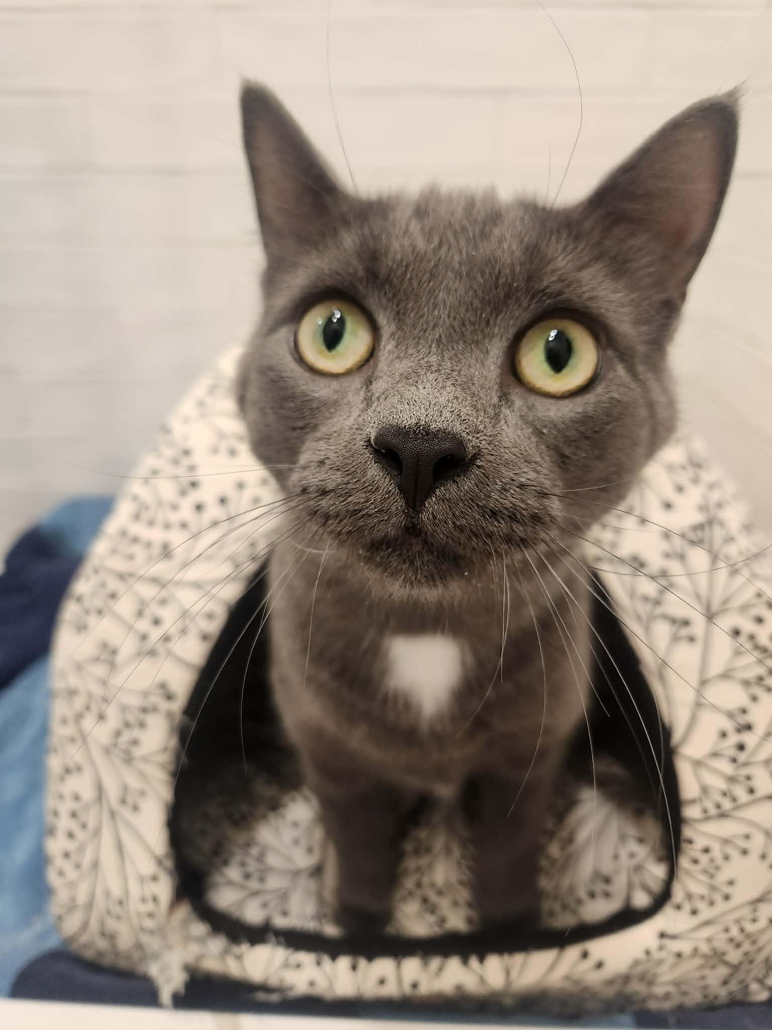 Enlarge Roti, an adoptable mixed breed in Chicago, IL image 5/6