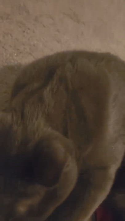 Enlarge Roti, an adoptable mixed breed in Chicago, IL video 6/6